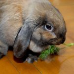 Is it possible to give dill and parsley to rabbits?