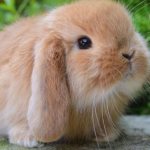 Is it possible to cut a rabbit&#39;s hair for the summer?