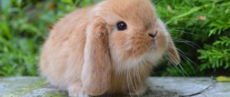 Is it possible to cut a rabbit&#39;s hair for the summer?