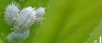 mealybug on the leaf of an indoor flower