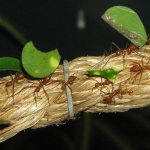 муравей листорез фото