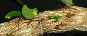 муравей листорез фото