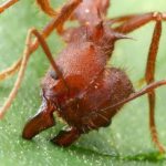 Leaf-cutter ant: detailed description, photo, lifestyle