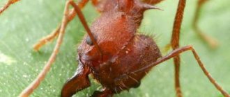 Leaf-cutter ant: detailed description, photo, lifestyle