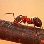 Ant on a tree