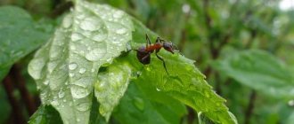 Ant-insect-Description-features-species-lifestyle-and-habitat-of-ant-2