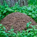 Anthill next to a tree in the forest