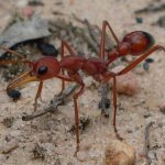 муравьи-бульдоги