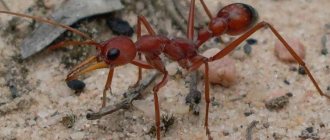 муравьи-бульдоги