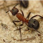 муравьи древоточцы
