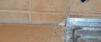 Ants on the wall in the house