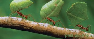 муравьи с листьями