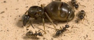 Ant queen