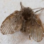 Sewer moth fly