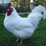 Meat mini breed of chickens B-66