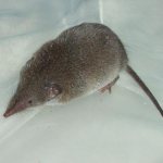 мышь с длинным носом