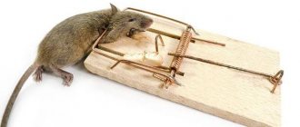 Mouse in a mousetrap