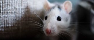 Мыши под полом - как от них избавиться?