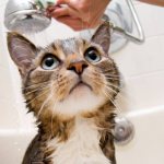мытье кота от блох