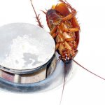 A reliable remedy for cockroaches in the apartment