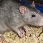 Rat litter and rat