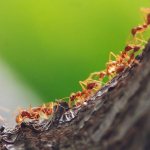 Народные средства от муравьев в теплице: как избавиться от них навсегда
