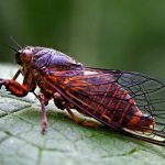 Cicada insect - what it looks like, where it lives, what it eats, how it makes sound, reproduction