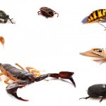 insects of the Krasnodar region