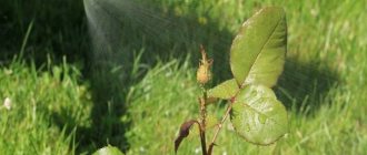 Ammonia for aphids