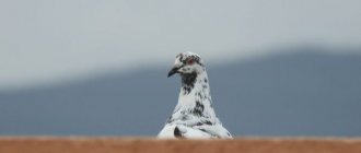 Nikolaev pigeons