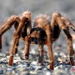 Ноги паукообразных - описание, особенности строения и количество