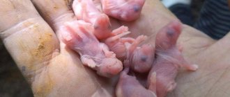 Новорожденные кроты
