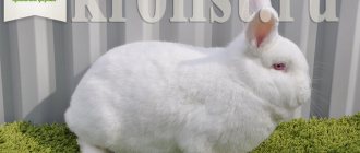 Новозеландский кролик белый