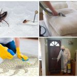 Treating your apartment for fleas
