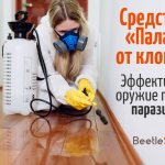 Treatment with bedbug repellent