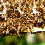 Обзор пчёл