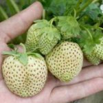 Description of strawberries of the White Swede variety
