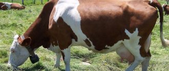 Description of a red-and-white cow