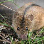 Описание полевой мыши фото