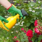 Spraying garden roses