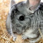 Nuts in a chinchilla&#39;s diet