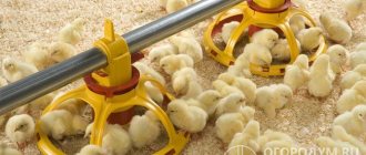 The chicks’ body is very susceptible to the slightest disturbances in diet, food composition and quality