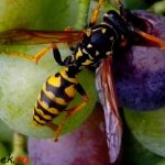 Wasp on fruit
