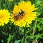 Wasp-insect-Description-features-lifestyle-and-habitat-of-wasp-21