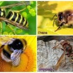 Wasp, bee, bumblebee and hornet