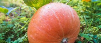 Features of fodder pumpkin