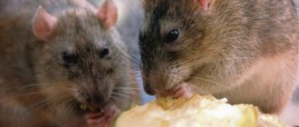 Features of rat nutrition photo