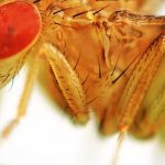 Where do Drosophila fruit flies come from?