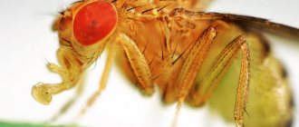 Where do Drosophila fruit flies come from?