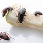 Откуда берутся тараканы и как от них избавиться